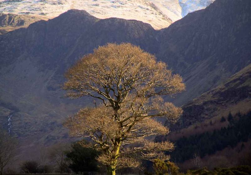 tree between crummock water and buttermere.jpg